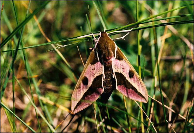 Sfinge dell''Euforbia Hyles euphorbiae